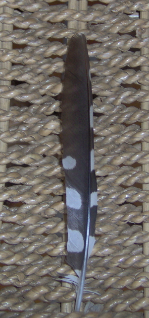PIUMA SCONOSCIUTA- Picchio rosso